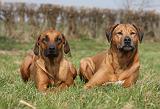 RODESIAN RIDGEBACK 098